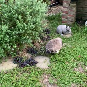 久しぶりのRBガーデンの画像