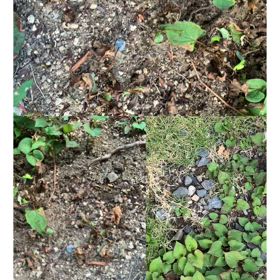 ドクダミ対策の画像