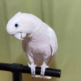 もんちゃんの画像