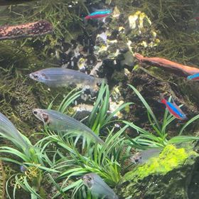 ネイチャーアクアリウムの画像