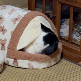 今日の猫たちの画像