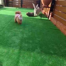 チビわんことデカうさぎの戯れの画像