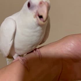 オカメインコのご紹介です。の画像