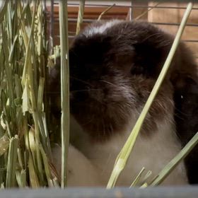 牧草を食べる！だけの動画ですの画像