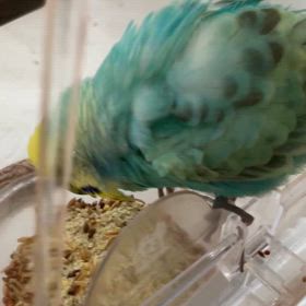 くーちゃんその後⑤の画像