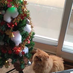 クリスマスツリー始めましたの画像