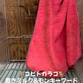 コビトガラゴの画像