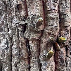 本日、日中のカナブン観察の画像