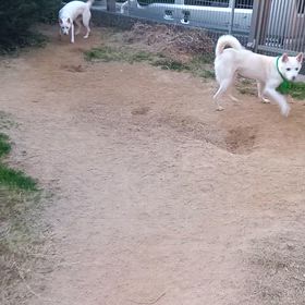 今朝の二匹　2026/2/2の画像