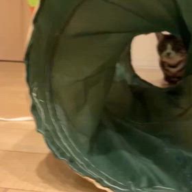 ケケと遊びたいな〜の画像