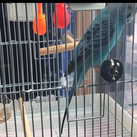 小屋の中でもご機嫌ももちゃんの画像