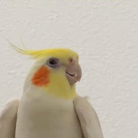 オカメインコのお歌の画像