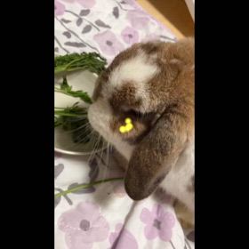 にんじんの葉っぱ大好きの画像