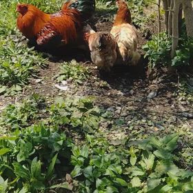 比内地鶏の卵でだし巻きの画像