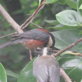 すぎぴたんの事件簿シーズン3　605話（親子でご来店！　ヤマガラ）の画像