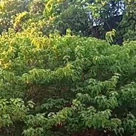 献血とツクツクぼうしの画像