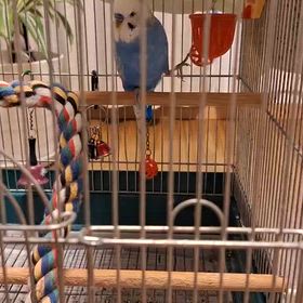 あおちゃんの画像