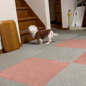 【2025年11月17日】チョコ今日も元気！の画像