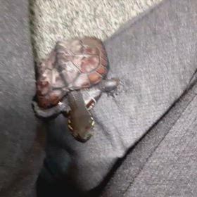 うちの子可愛いよーの画像