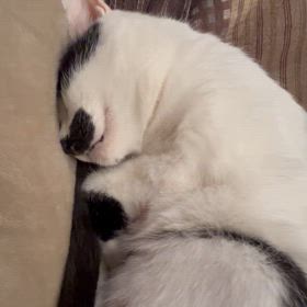 ねこの寝息？いびき？の画像