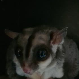 ごめんね。の画像