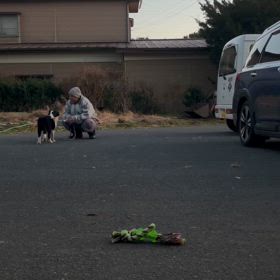 販売中　ボーダーコリー　子犬の画像