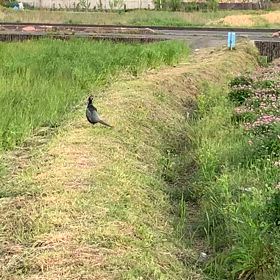 蓮華と雉の画像