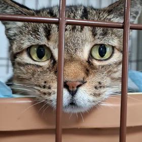 ネコバスじゃないよ❗(笑)の画像