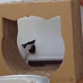 ねこんチ　子ねこ祭の画像