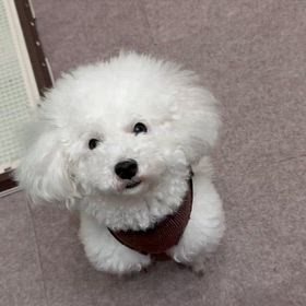 飼い主あるある（爆笑）の画像