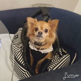 はいチーズの画像