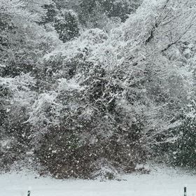 まさかの大雪⛄️の画像