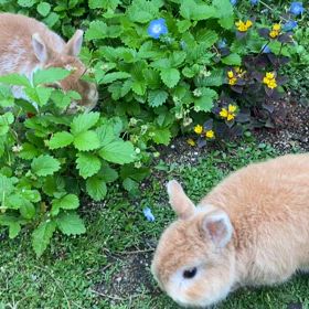 好きな子には…の画像