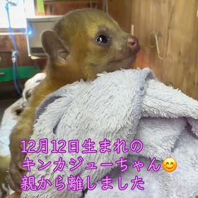 キンカジュー生まれましたの画像