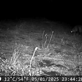 丸々 タヌキの画像