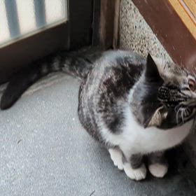 なぎちゃんくるくるガードの画像