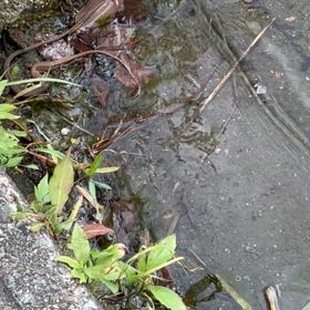 今週も近場野池で半日オカッパリの画像