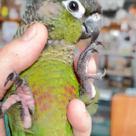 ウロコインコちゃんお迎え決まりました！！の画像