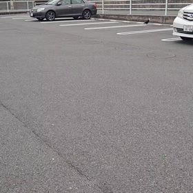 カラスの勝手でしょ（古）の画像