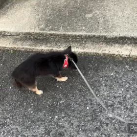 家の中では意外と速いのです。の画像