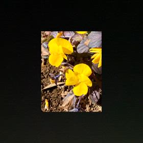 朝練で、素敵な言霊たちに触れて　♡の画像