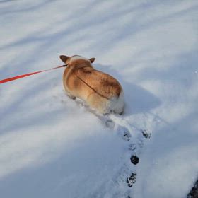 今季最後の雪かな？の画像