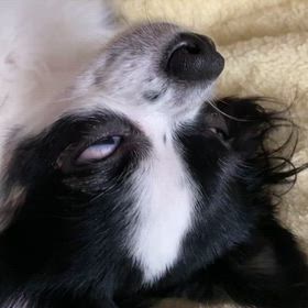 ひめちゃん今日もよく寝るの画像