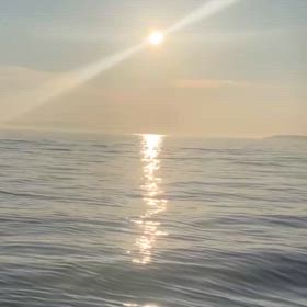 タコ釣れなくて、サメって、、、草の画像