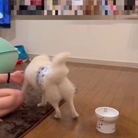 今度はもちおの画像