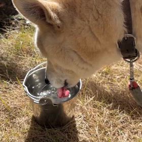 ”【拡散希望】2025/2/4日野市南平で迷い犬の保護～中型雑種犬のオス”の画像