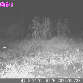 すぎぴたんの事件簿シーズン3　543話（ブルーベリー物色の２匹のハクビシン）の画像