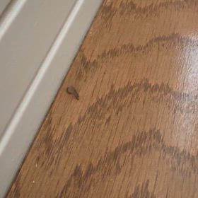 閲覧注意の画像