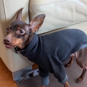 チーの特技の画像