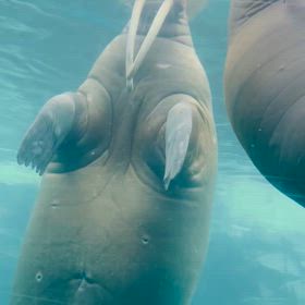 一枚　シリーズの画像